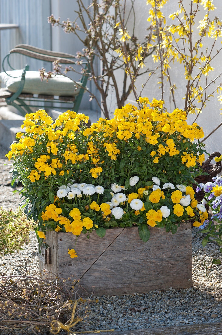 Wallflower 'Winter Power', Tausendschon Rose and horned violet in a wooden box