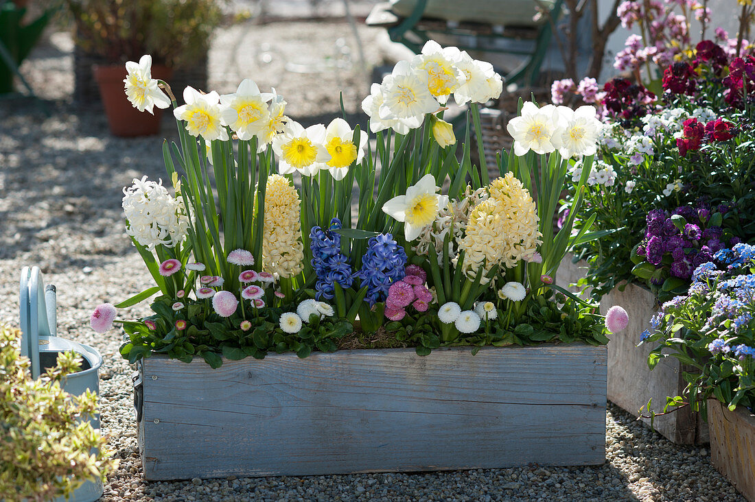 Wooden box with daffodils 'Ice Follies' 'Cassata', hyacinths, and Tausendschon Rose
