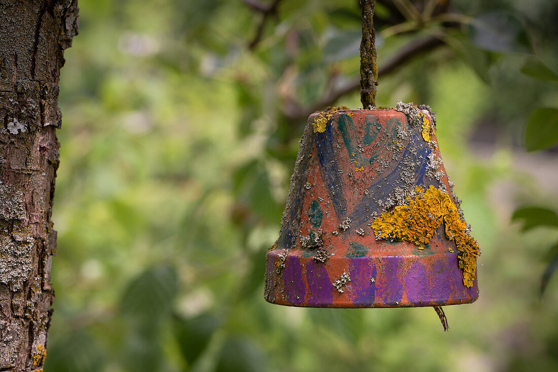 Painted clay pot as earwig house overgrown with lichen