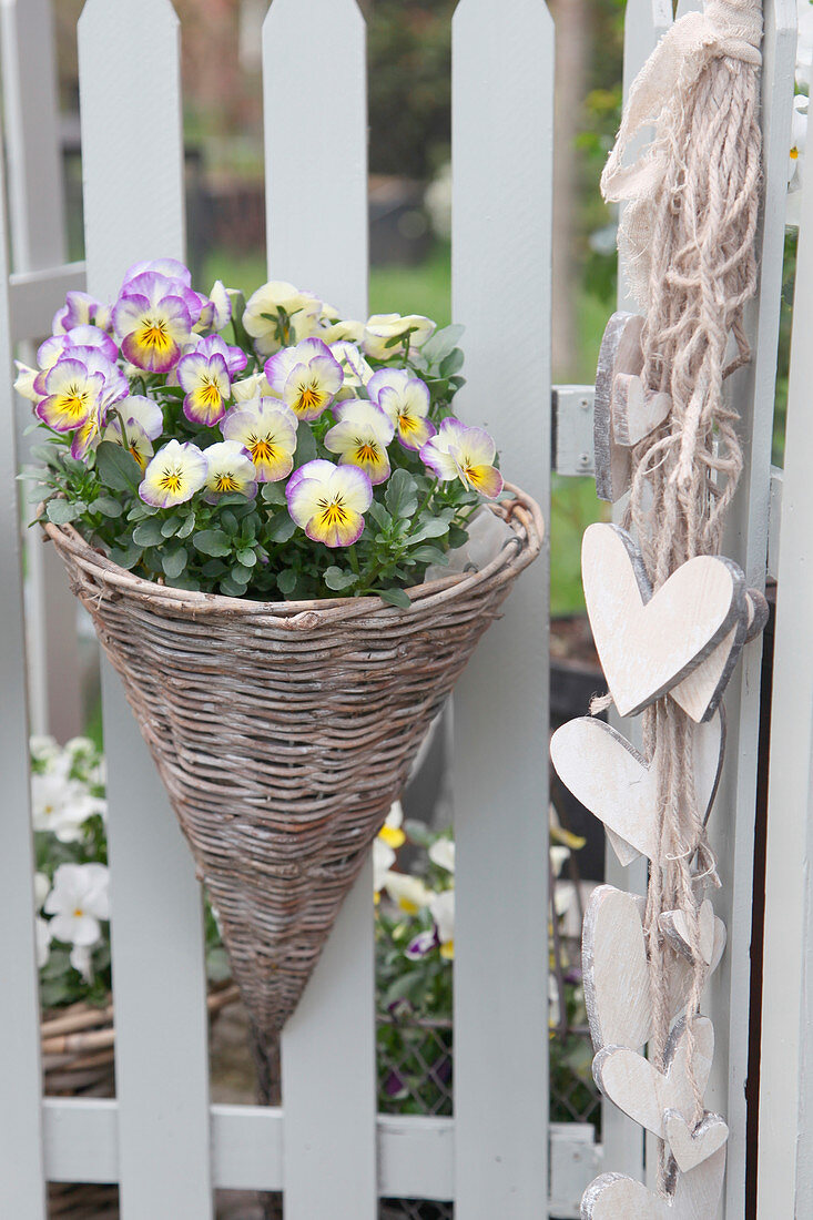 Basket of violas on garden fence with welcoming wooden love-hearts
