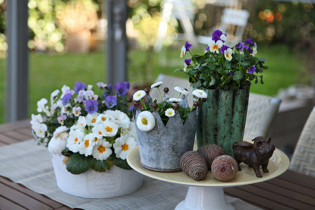 Potted violas, primulas and bellis on terrace table