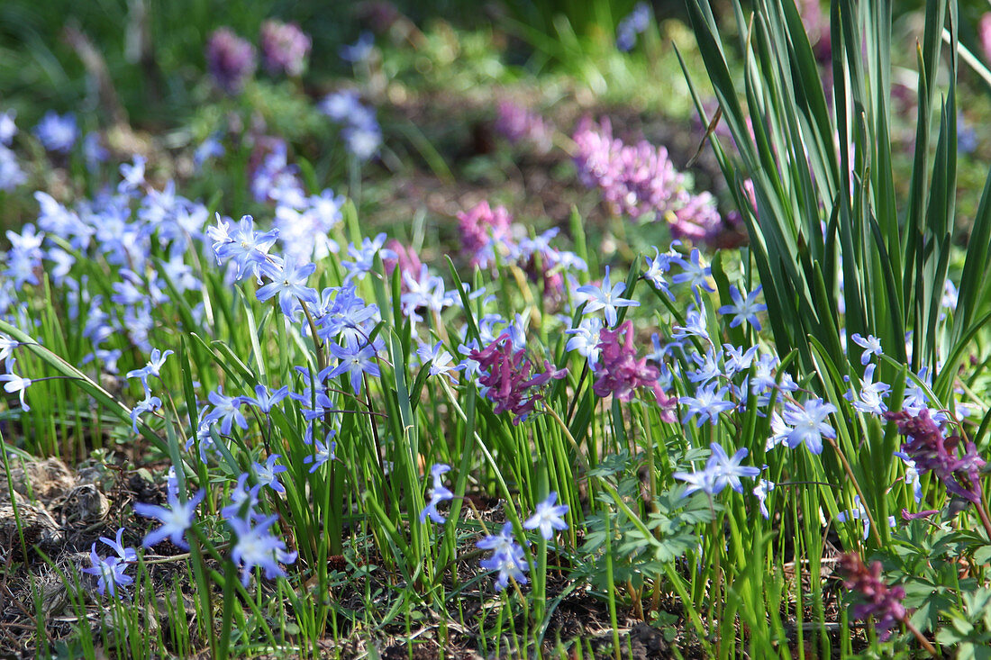 Blausternchen und Lerchensporn im Frühlingsgarten