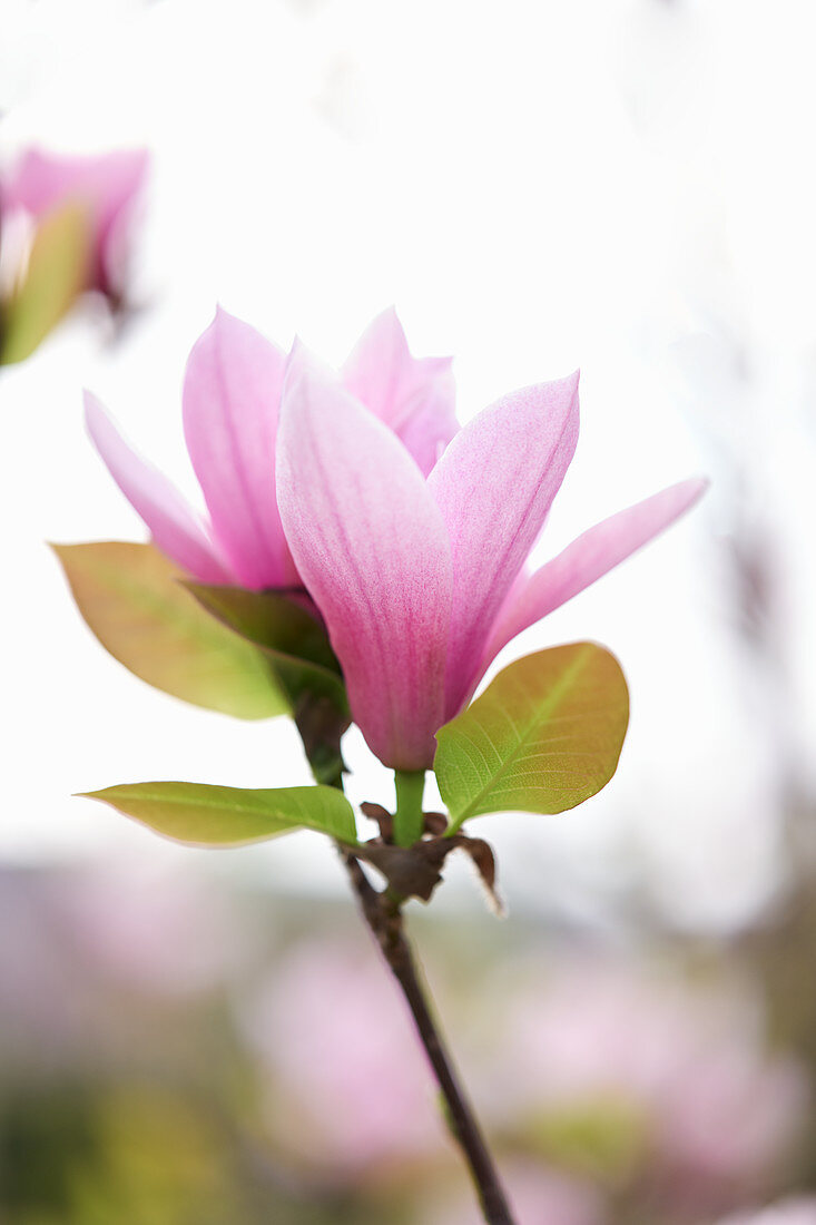 Rosa Magnolienblüten