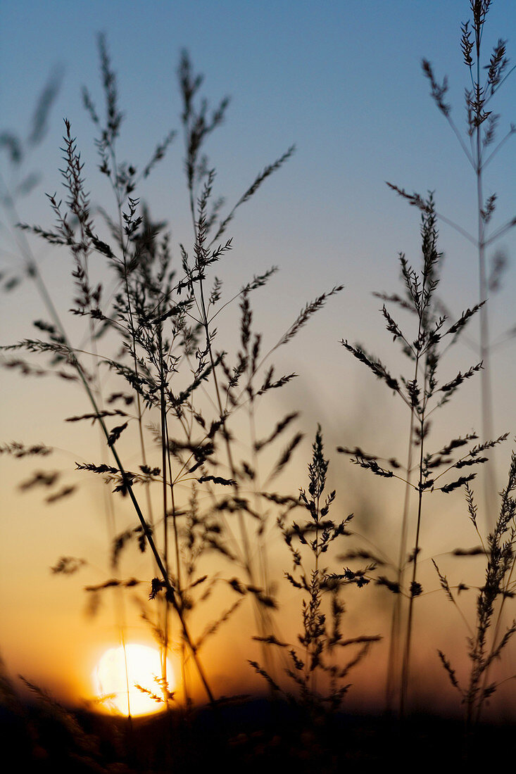 Wild grass herbs in sunset back light