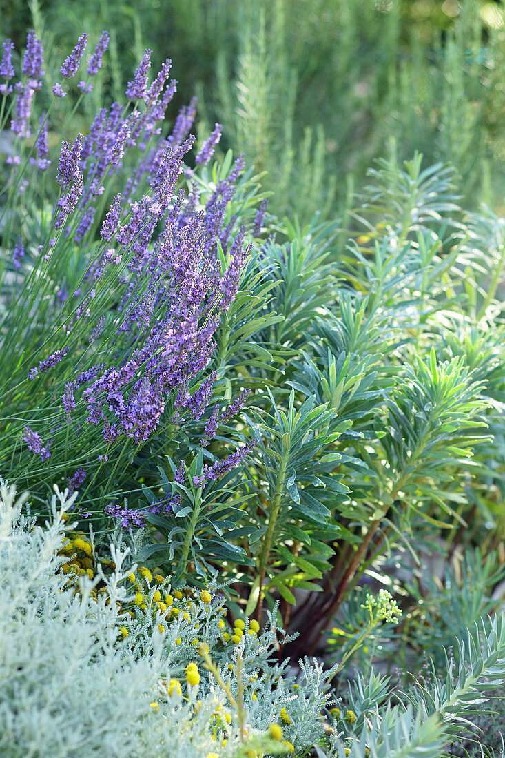 Mediterranean bed of lavender, Euphorbia and Santoline