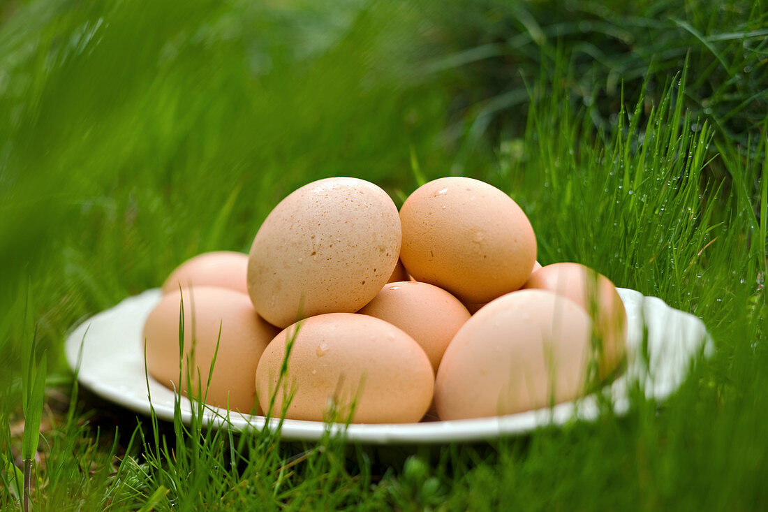Teller mit frischen Eiern im Gras