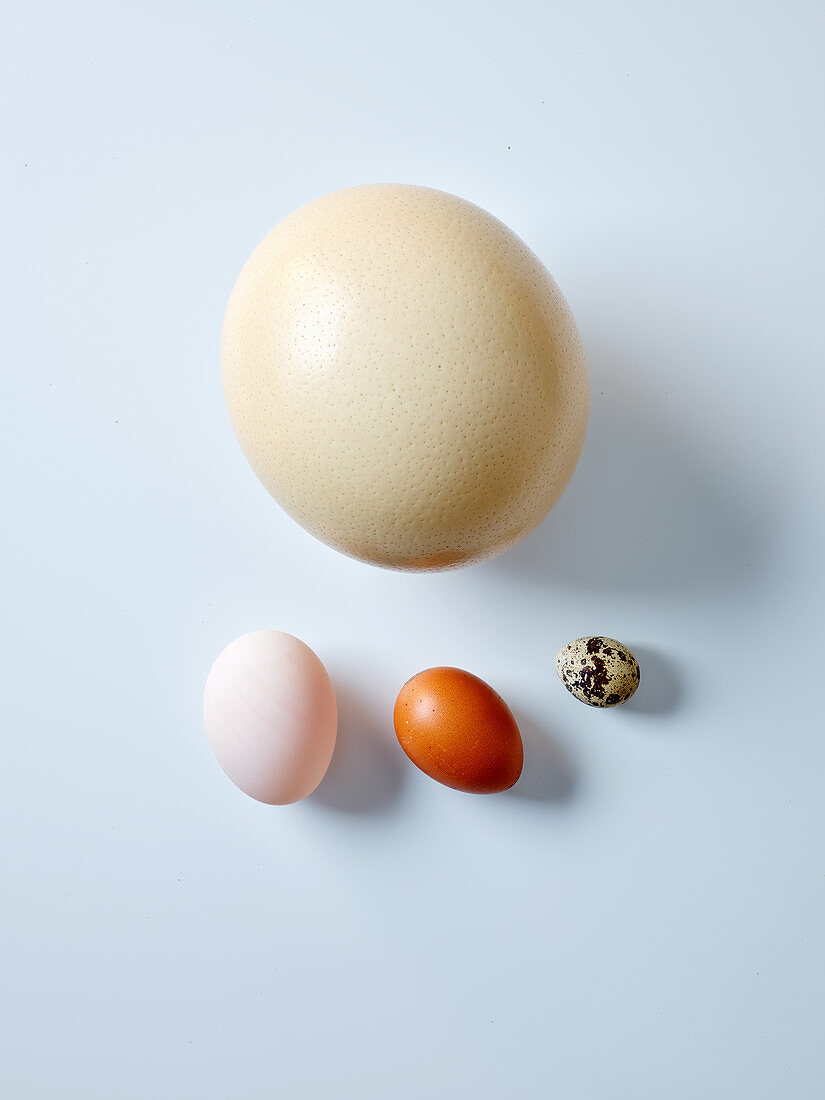 Verschiedene Eier von Strauß, Ente, Huhn, Wachtel