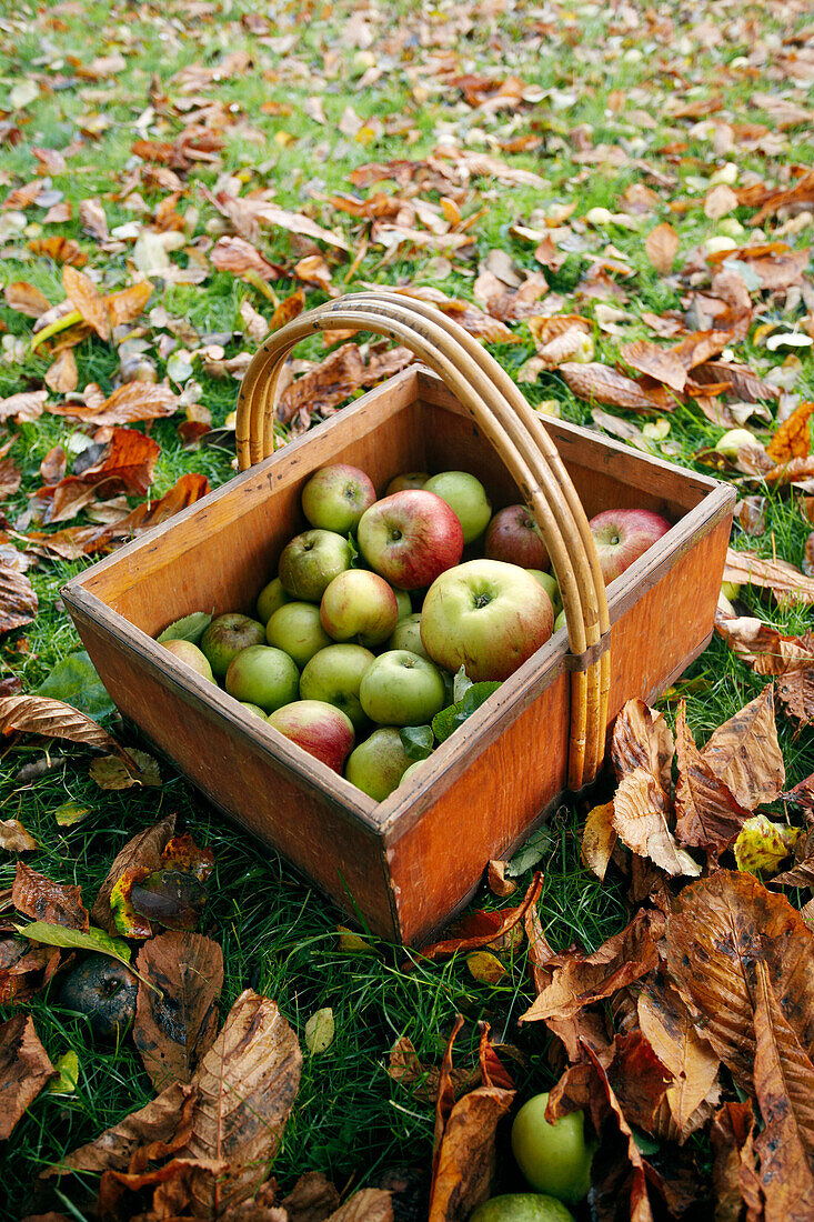 A wooden basket with freshly harvested apples in a leafy meadow