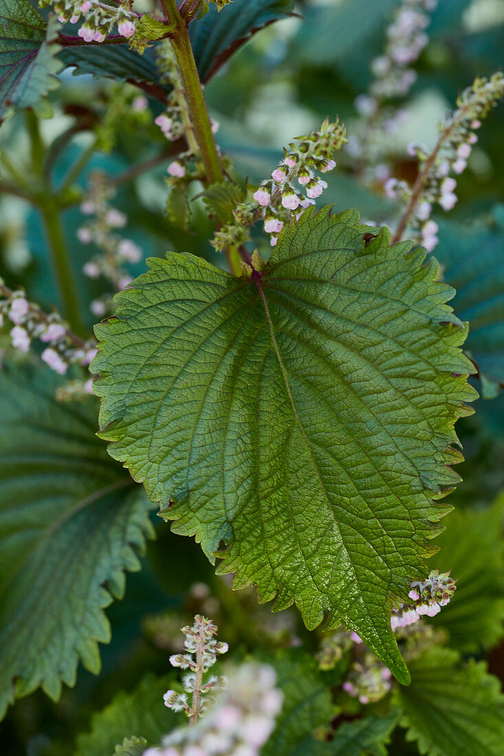 Flowering shiso plant