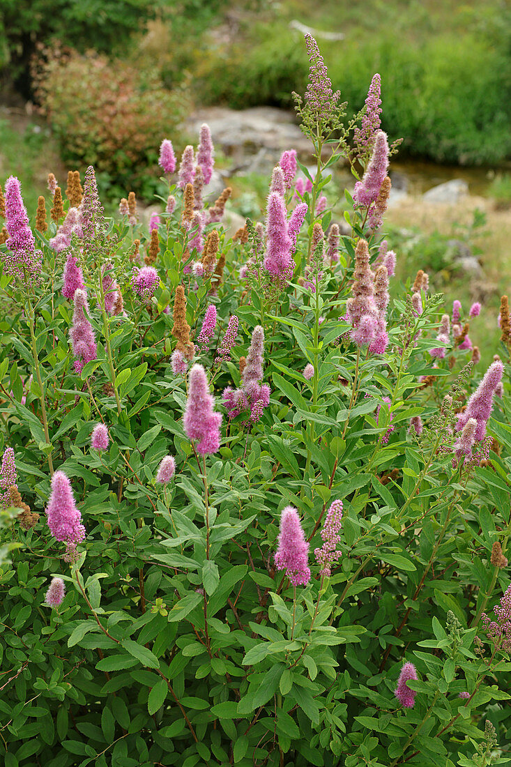 Spiraea 'Triumphans'