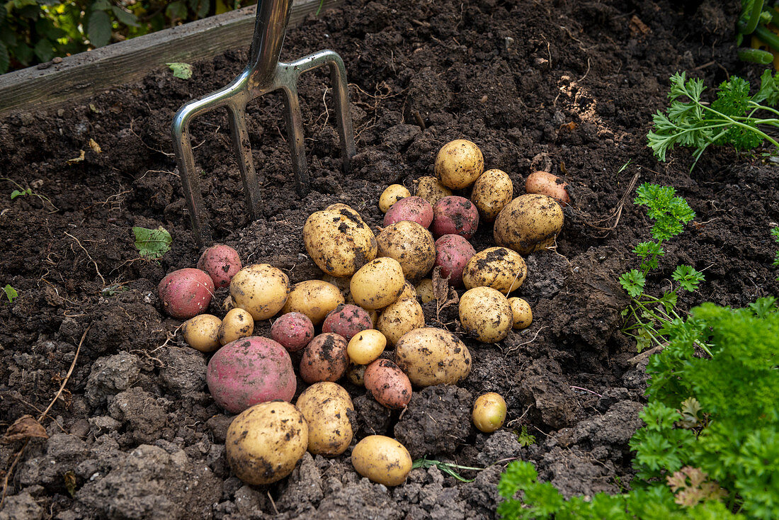 Potato harvest in the allotment garden