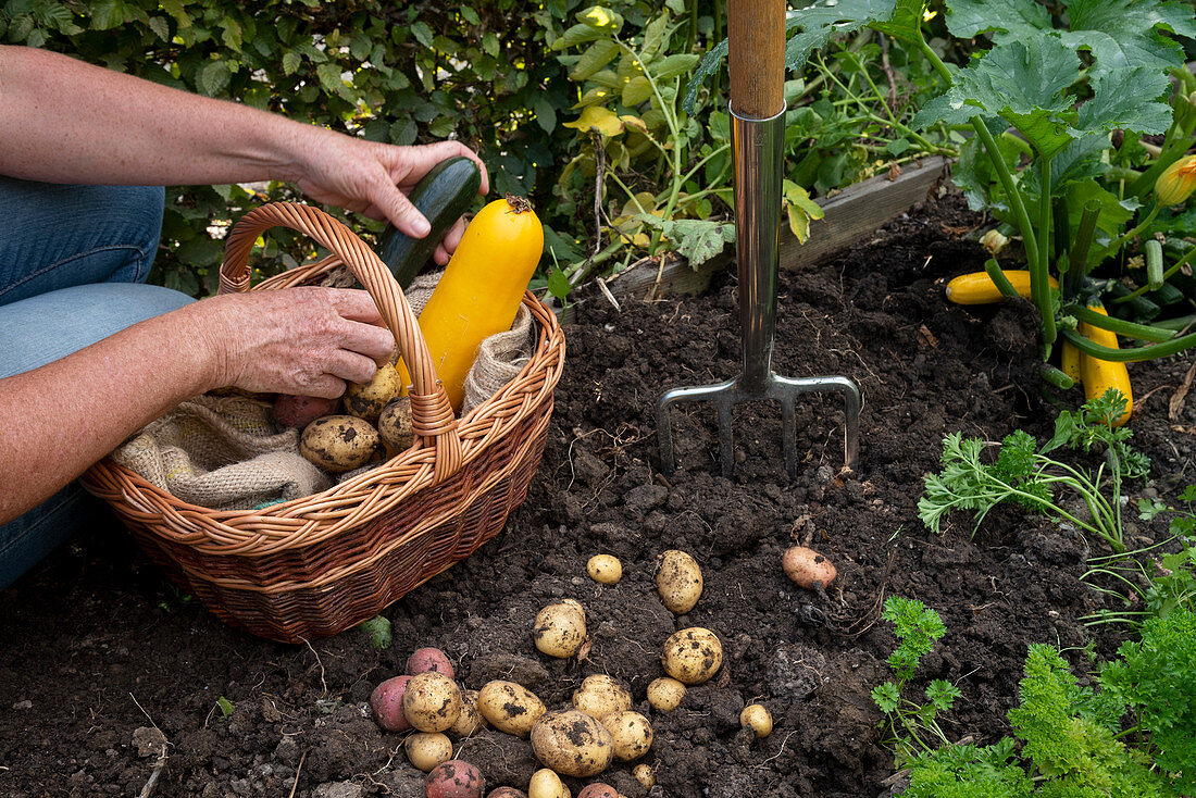 Harvesting potatoes and zucchini in an allotment garden
