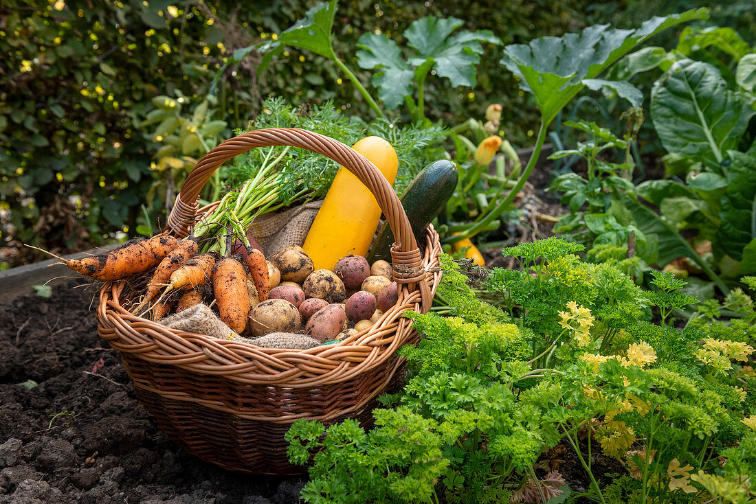 Harvest potatoes, zucchini and carrots in the allotment garden