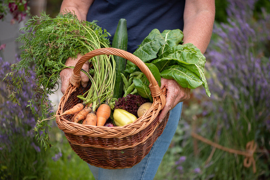 Woman holding a basket with freshly picked vegetables