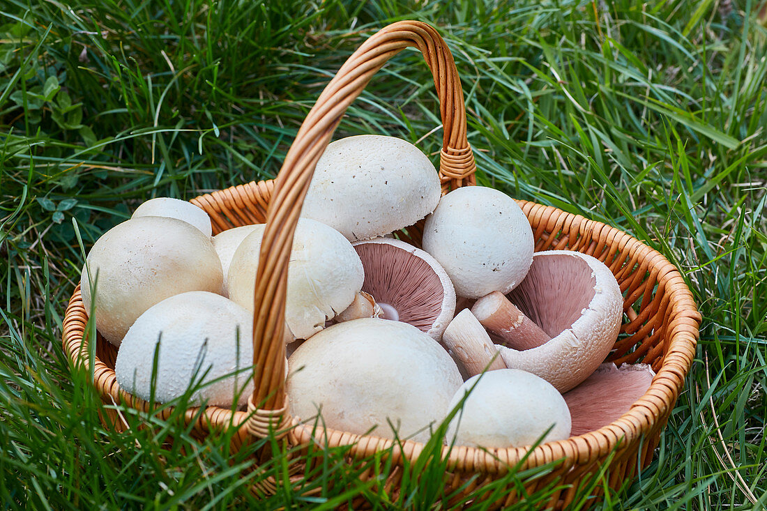 Freshly picked Agaricus campestris mushrooms in a basket