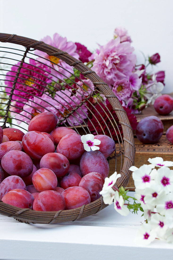 Still life with fresh plums and summer flowers