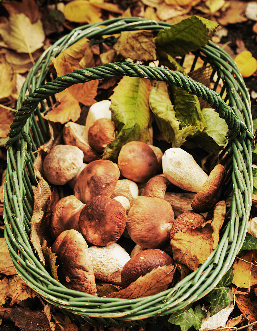 Porcini mushrooms in a basket being gathered in the forest