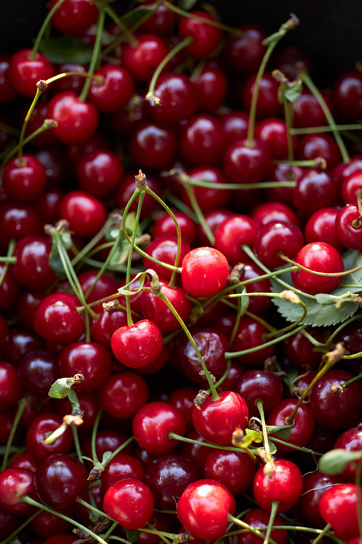 Frische Kirschen