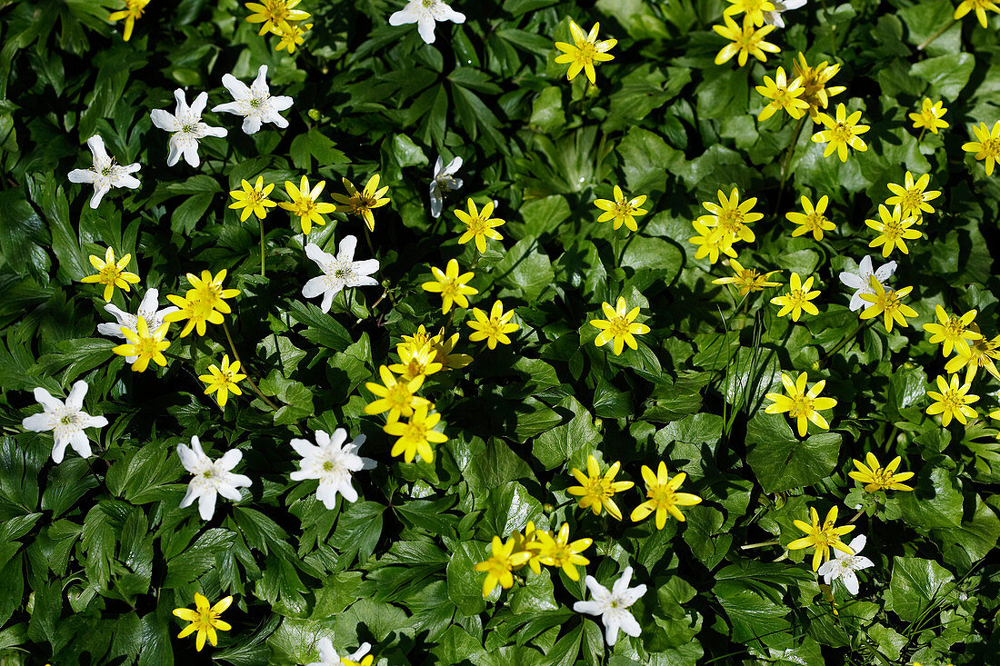 Wood anemone and lesser celandine