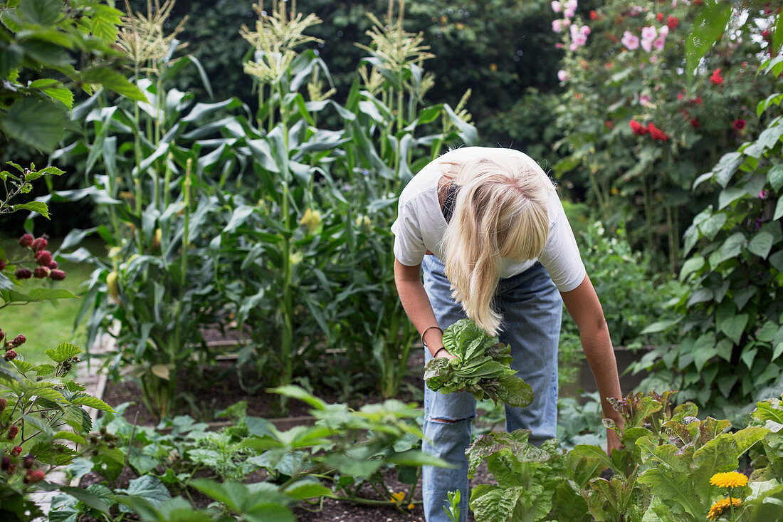 A teenage girl picking vegetables in a garden