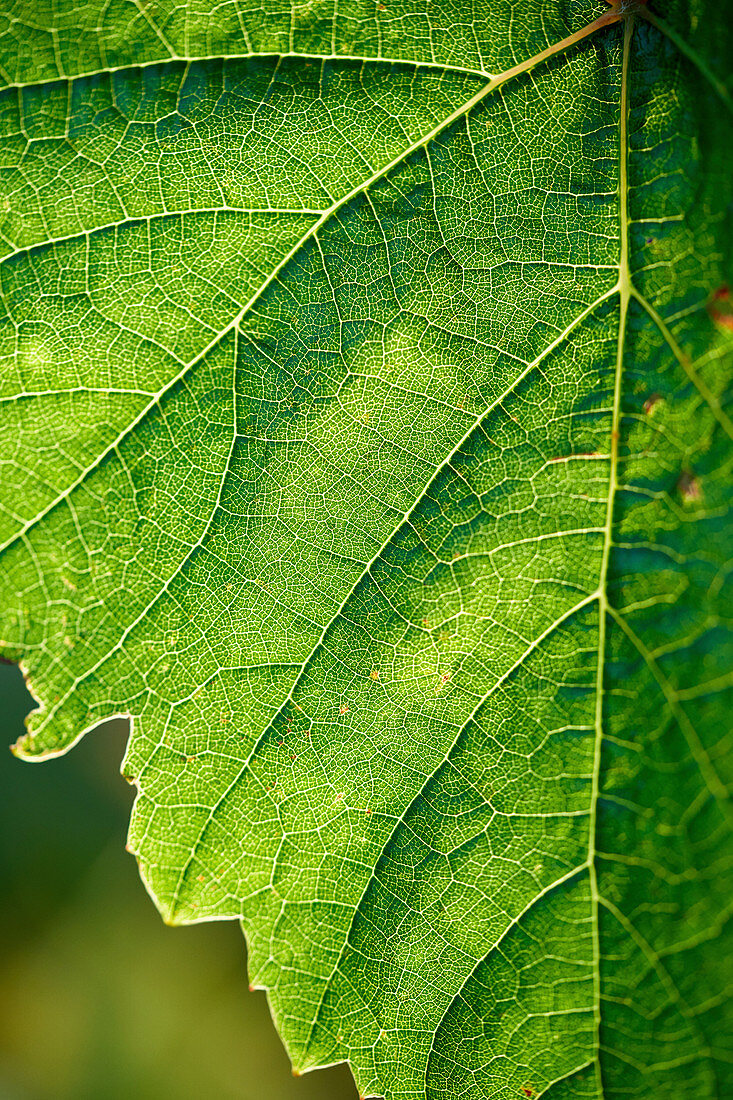 Vine leaf (close-up)