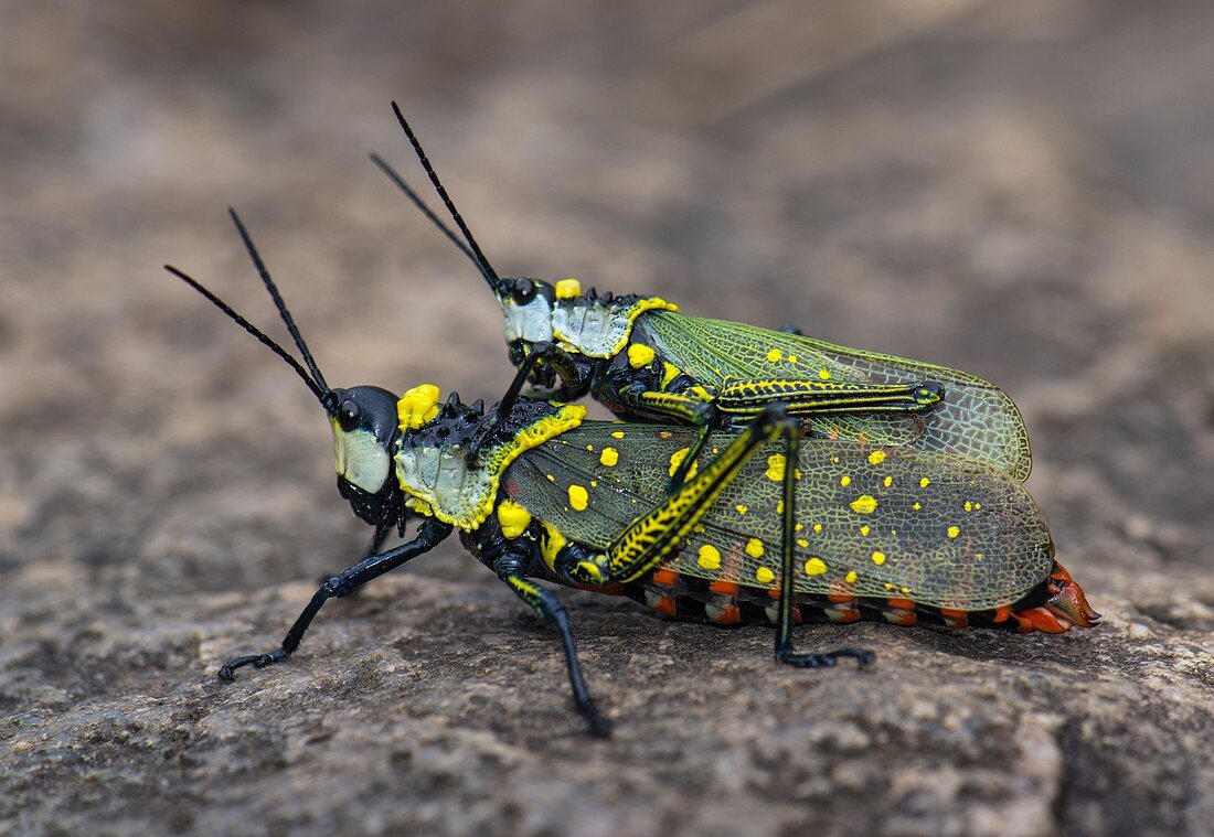 Yellow spotted grasshoppers mating
