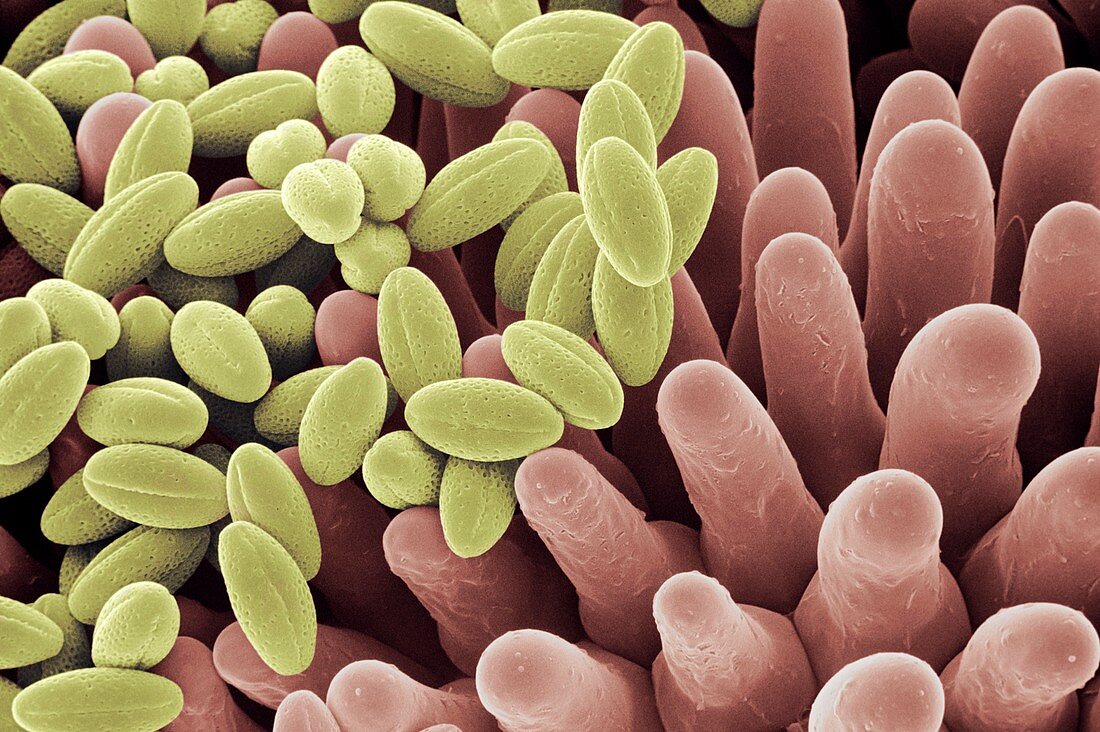 Self-incompatibility of Brassica pollen