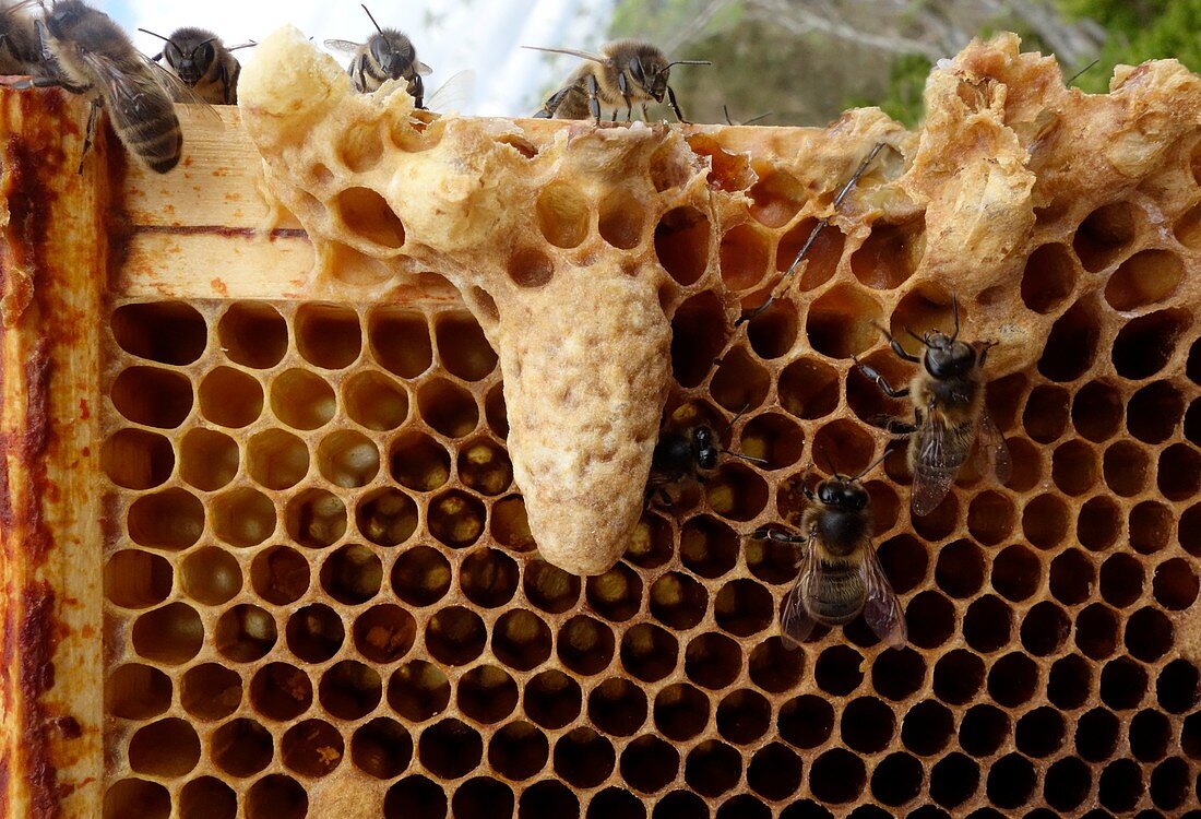 Queen cell in honey bee colony