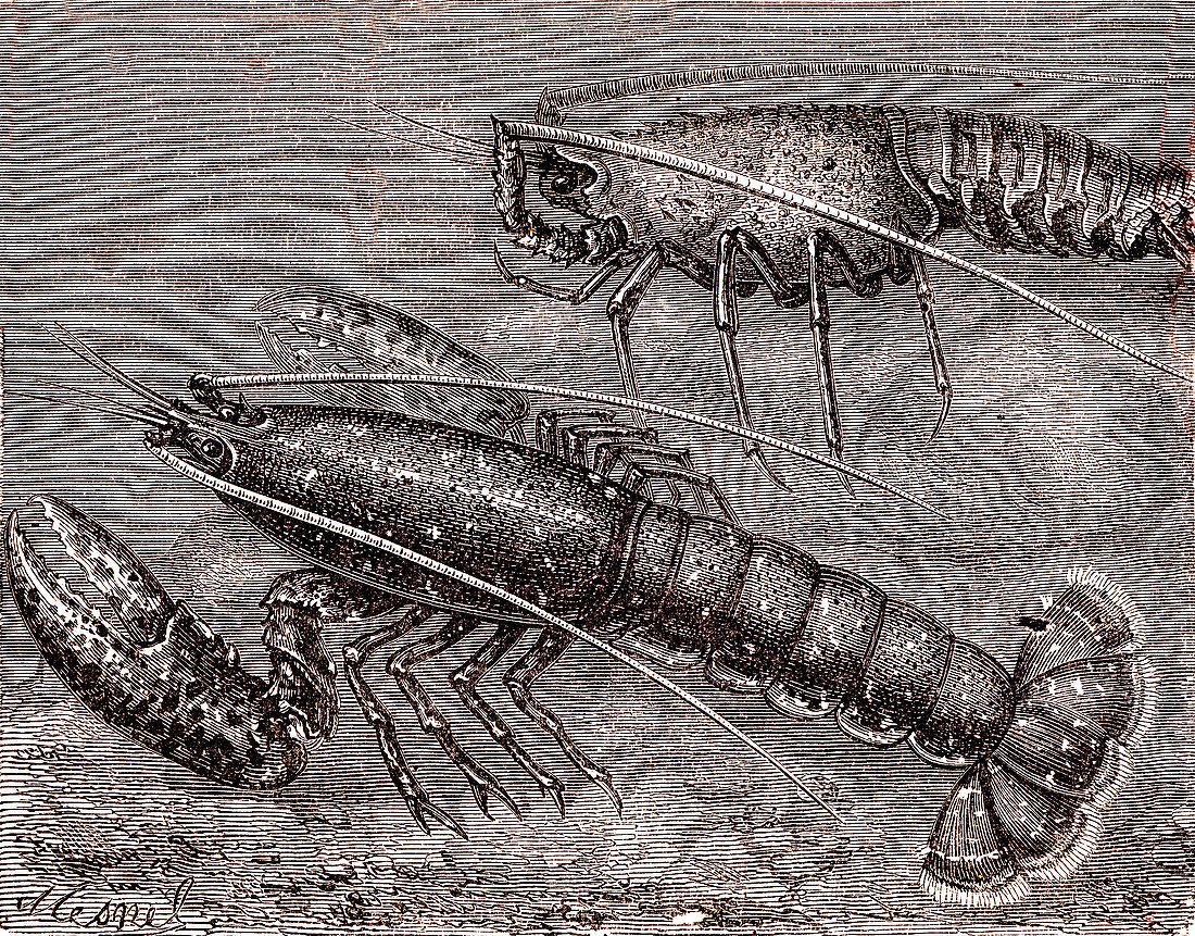 Lobsters, 19th century illustration