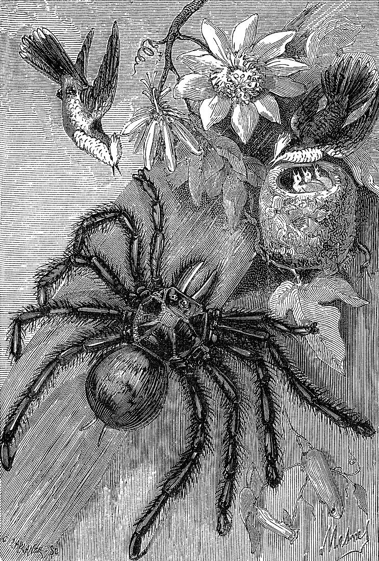 Giant tarantula, 19th century illustration