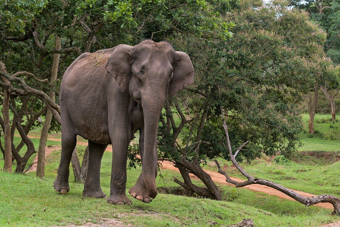 Female Indian elephant