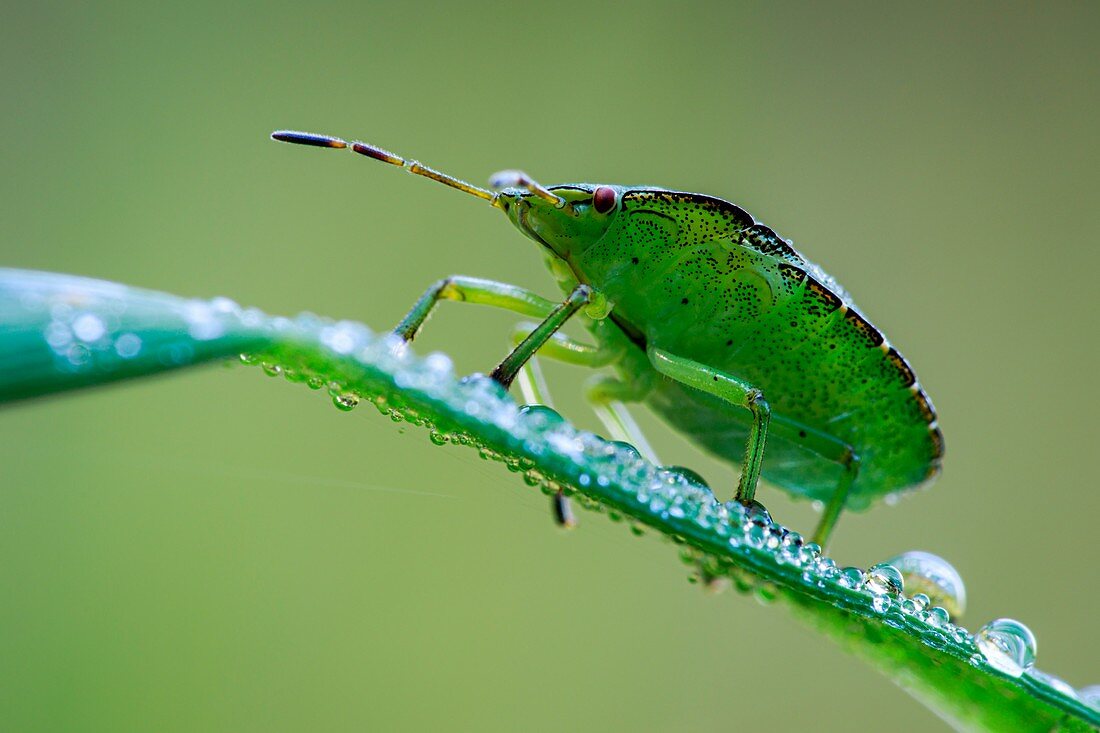 Common green shieldbug