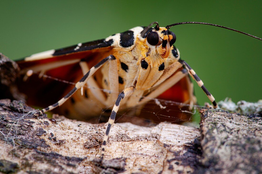 Jersey tiger moth