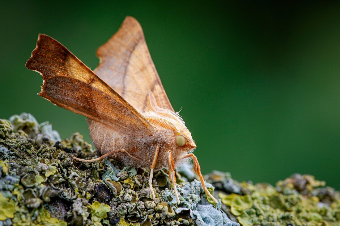 Dusky thorn moth