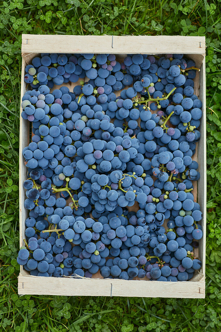 Wood punnet of concord grapes