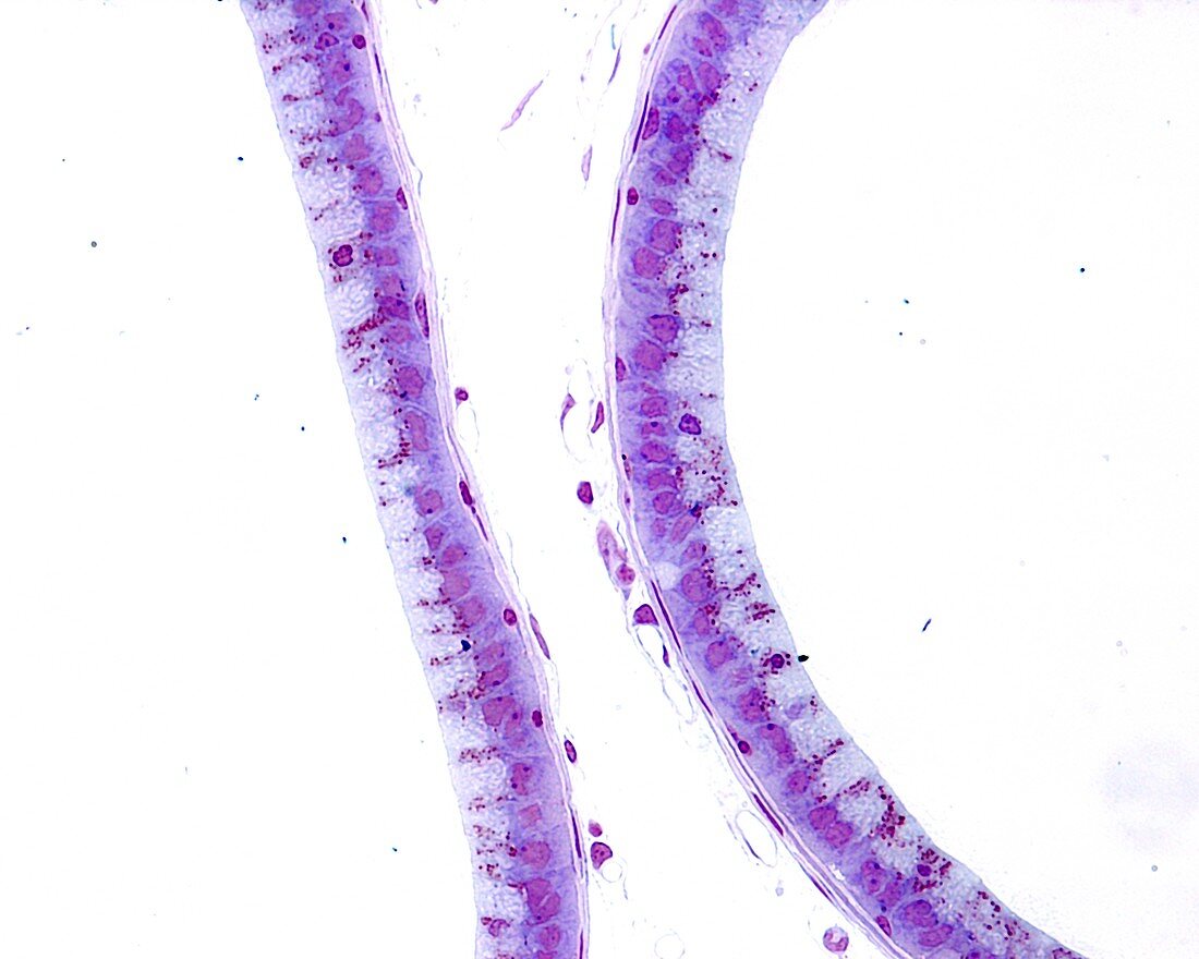 Epididymis epithelium, light micrograph