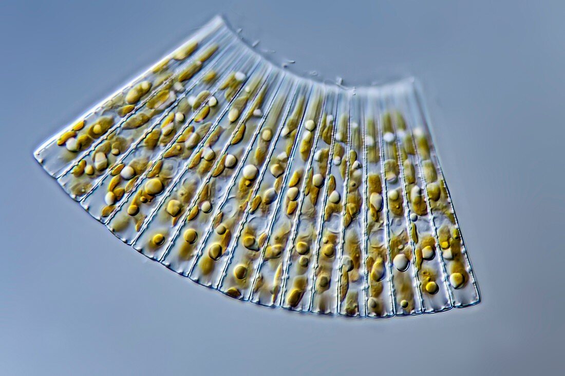 Meridion circulare diatoms, LM