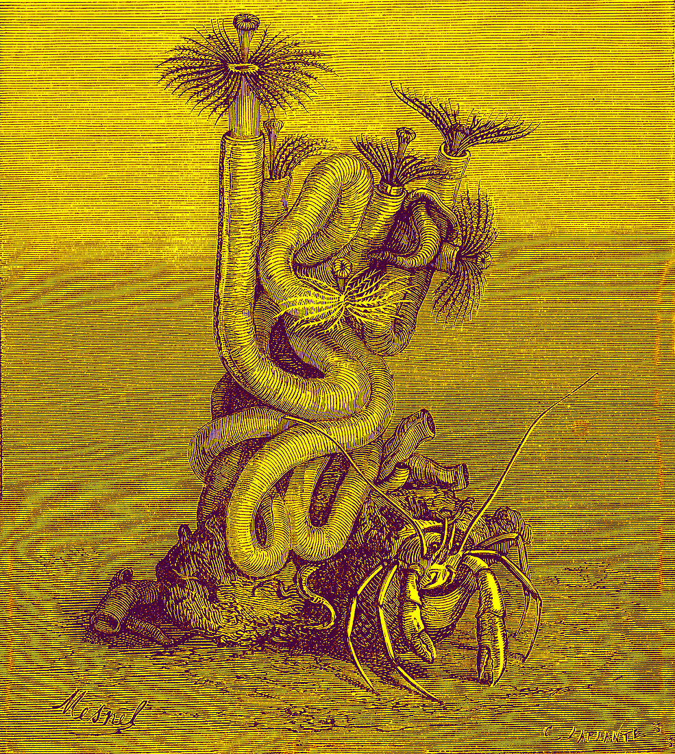Polychaete, 19th century illustration