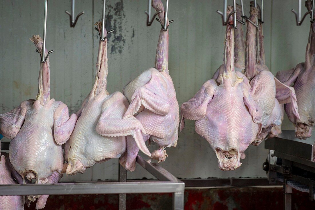 Turkey carcasses