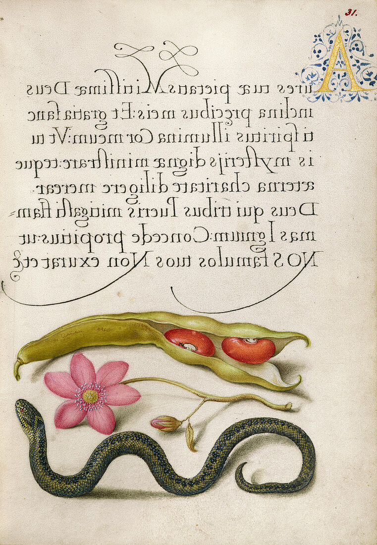 Illuminated calligraphic manuscript, 16th century