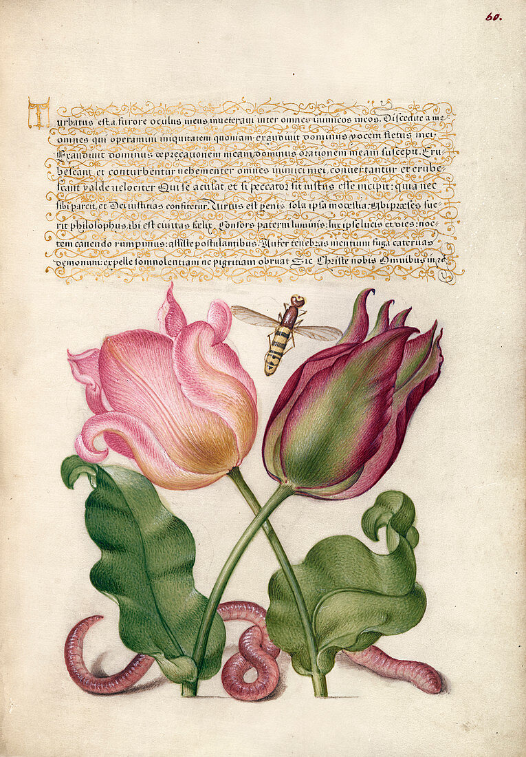 Illuminated calligraphic manuscript, 16th century