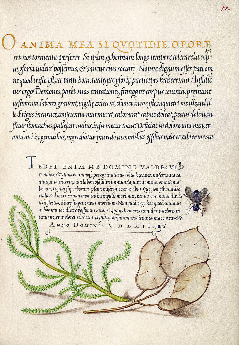 Illuminated calligraphic manuscript, 16th century