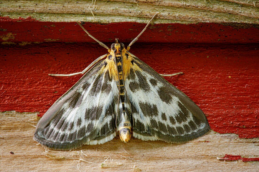 Small magpie moth