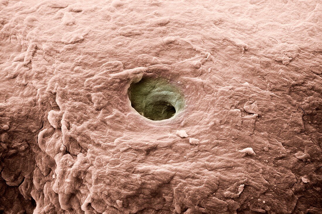 Sweat pore on the skin of a human finger