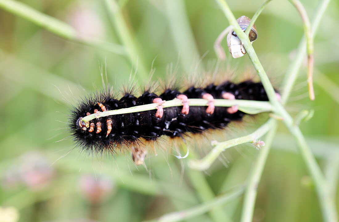 Caterpillar eating grass
