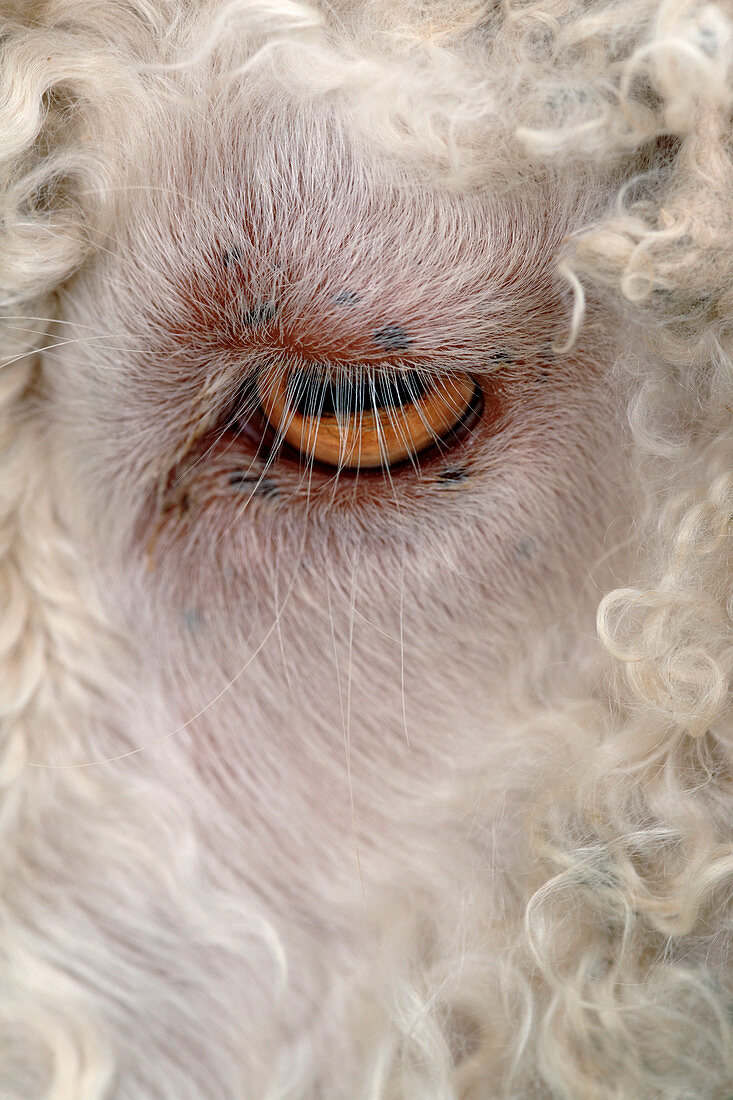 Eye of an Angora goat