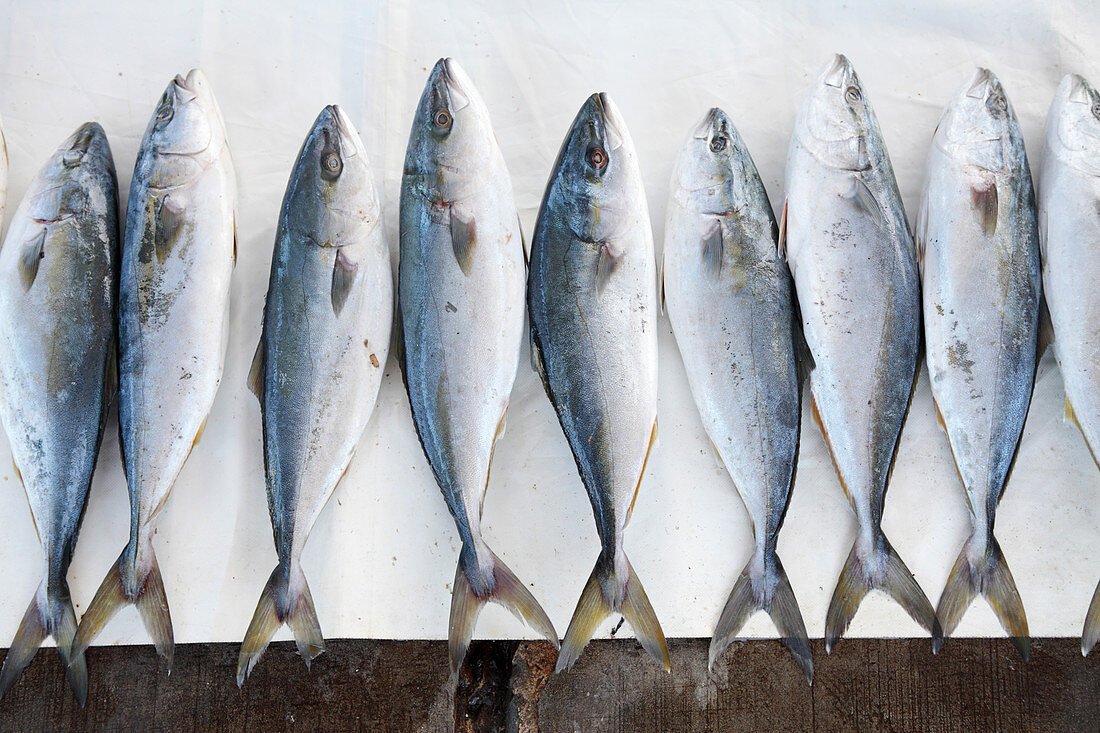 Freshly caught yellowtail fish