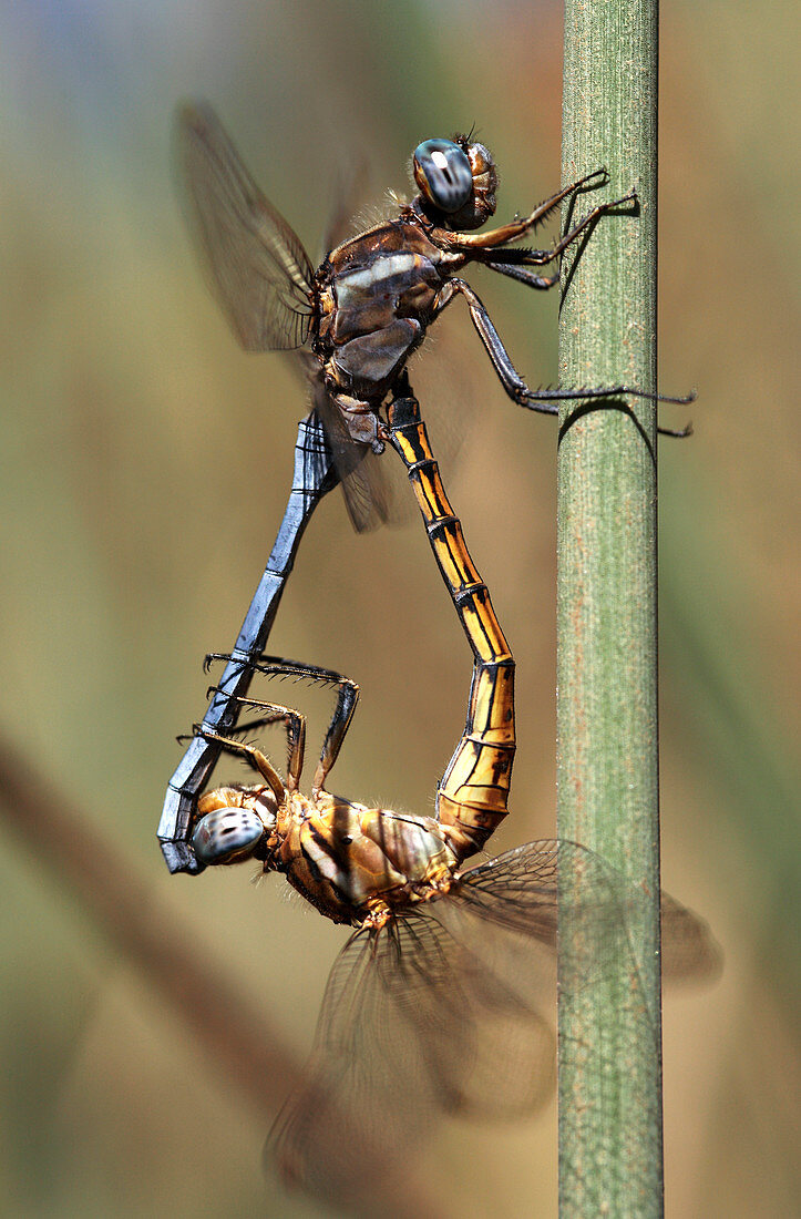 Common thorntail dragonfly mating