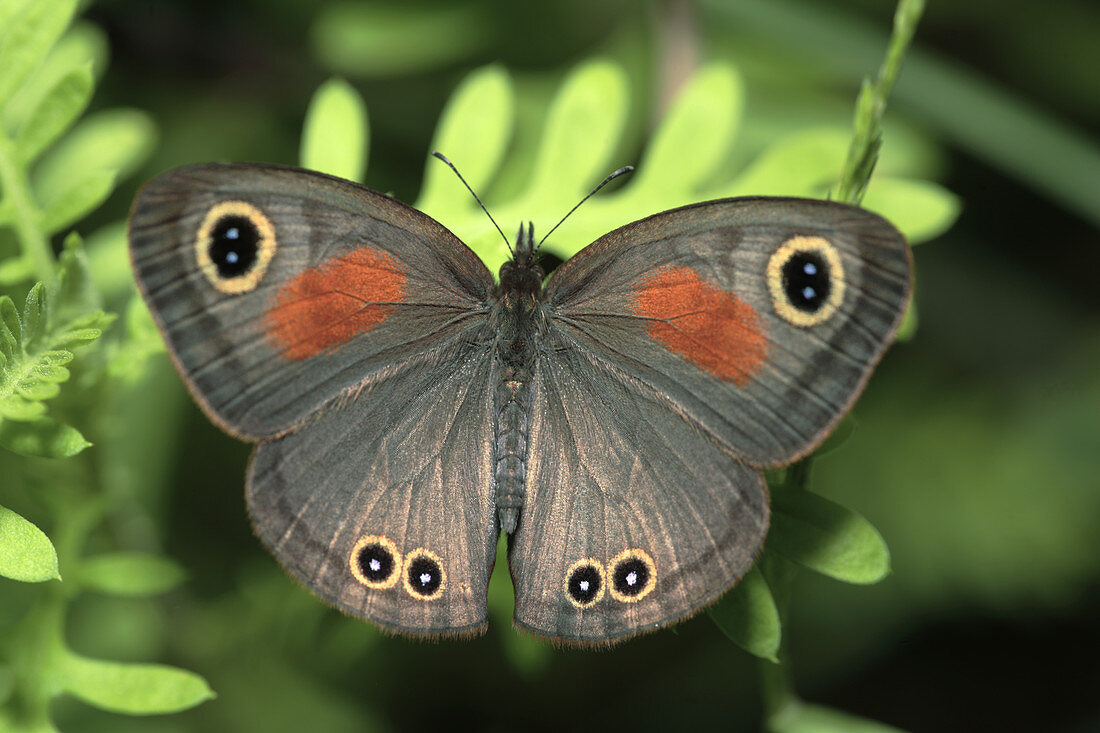 Rainforest brown butterfly