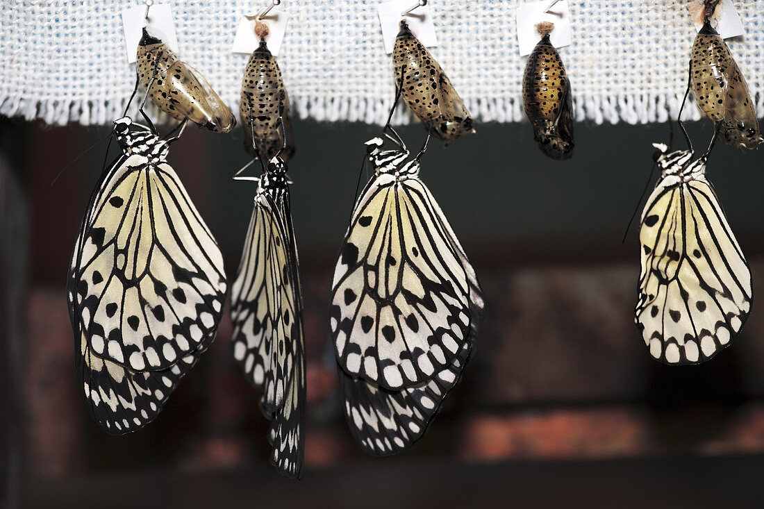 Rice paper butterfly